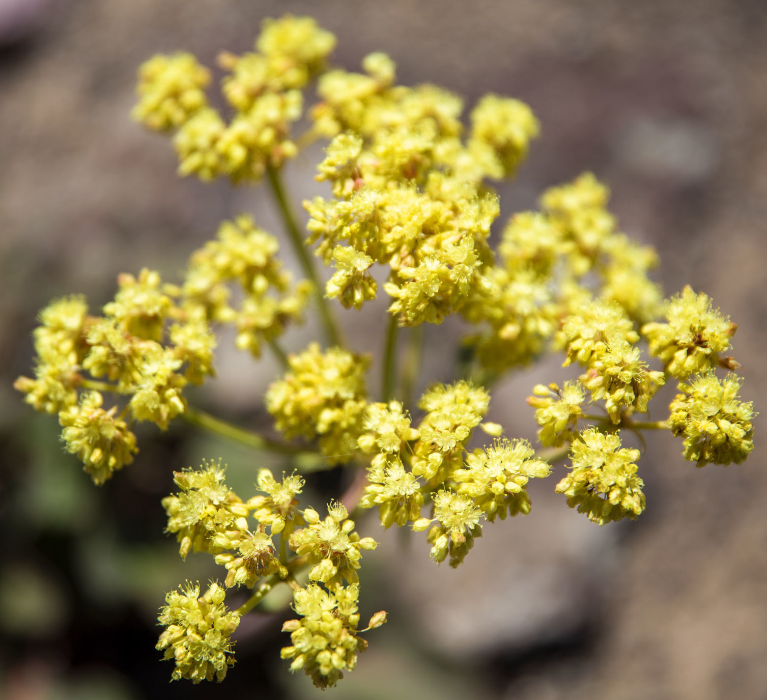 Xeriscaping
